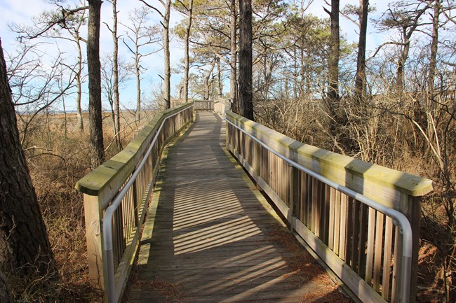 Boardwalk on the Life of the Forest Trail in the MD district