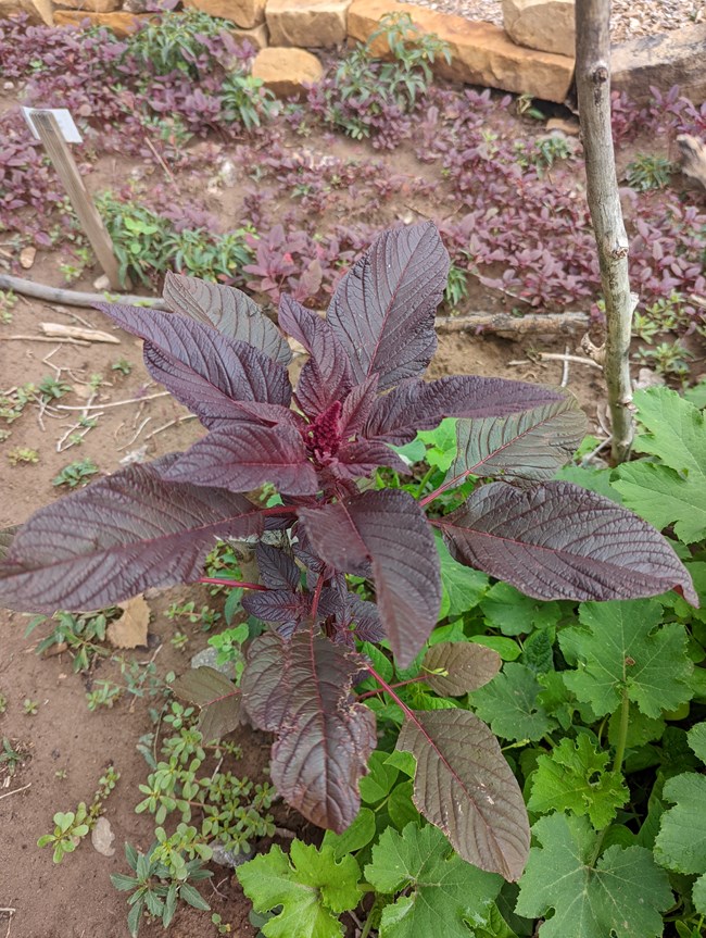 A dark red amaranth plant growing in the Heritage Garden.