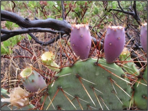 Brown Spine Prickly Pear