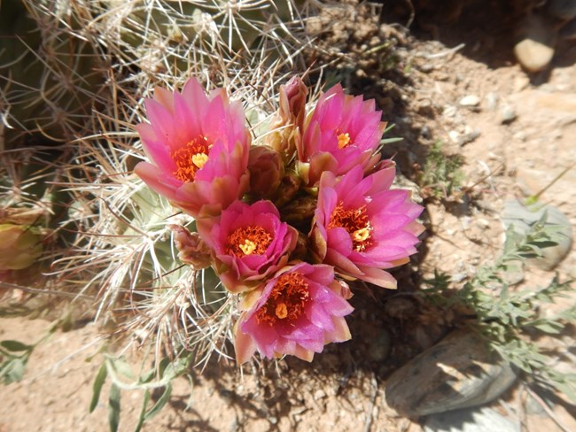 A Clover Cactus blooming pink flowers