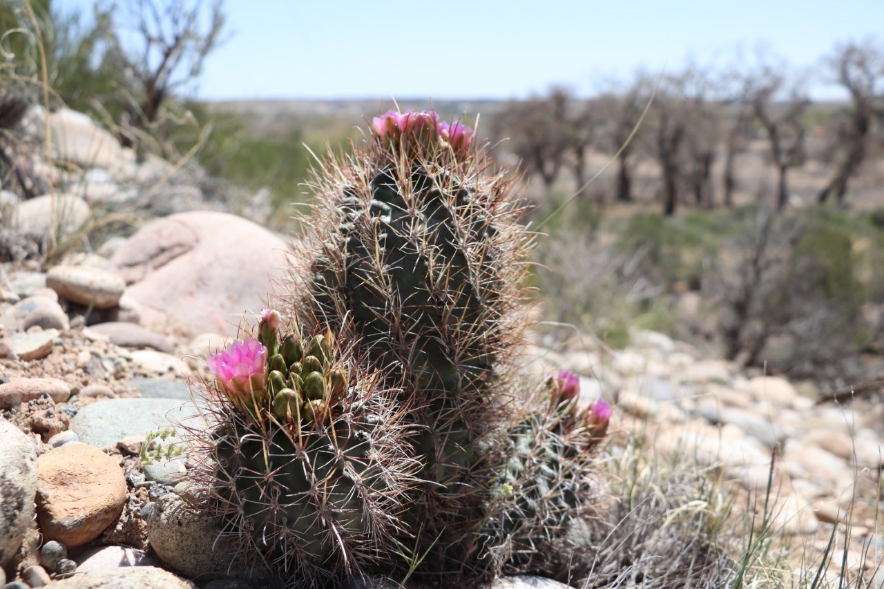 A clover cactus from the side with pink blooming flowers