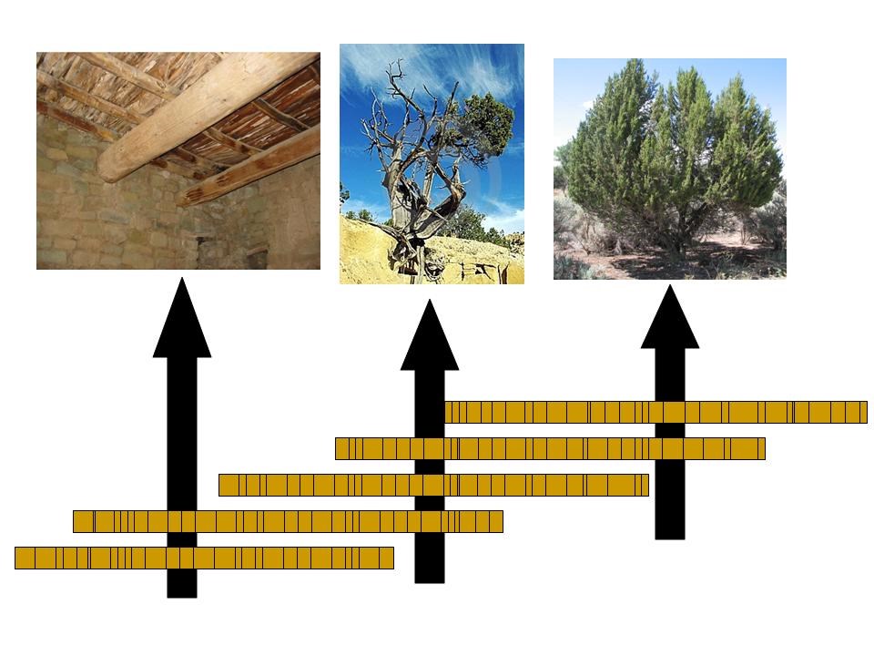 Graphic showing five tree cores from three trees, showing how we can match the growth ring patterns.
