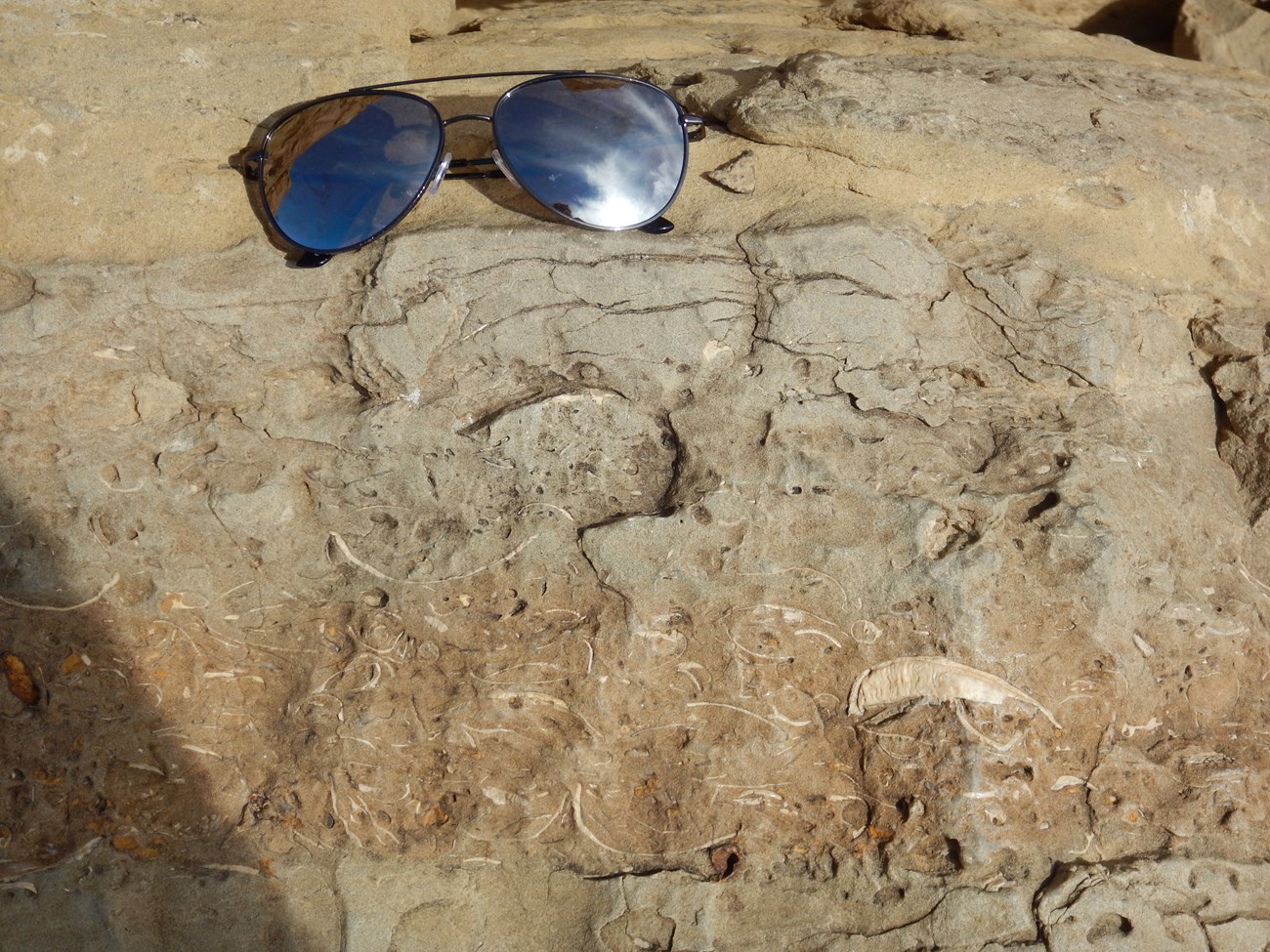 Fossilized shells in the cliffs at Chaco Canyon.