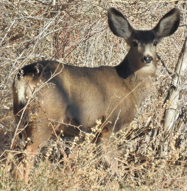 A mule deer doe seen from the side.
