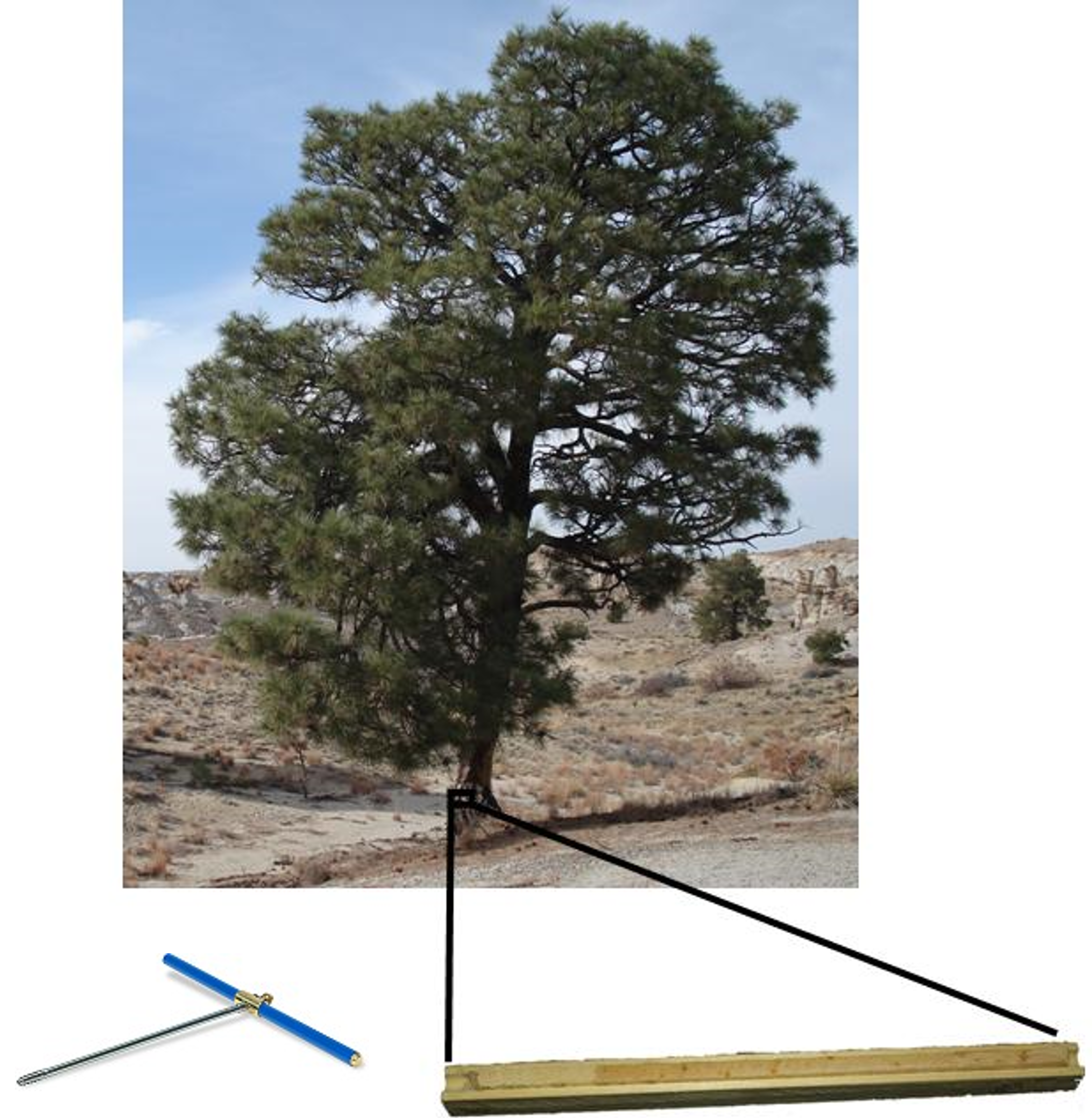 A picture of a tree, an increment borer used to extract a tree core, and a core.