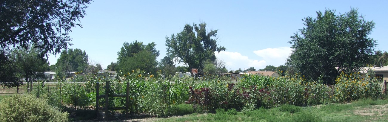A panorama of the Heritage Garden, photographed in 2016.