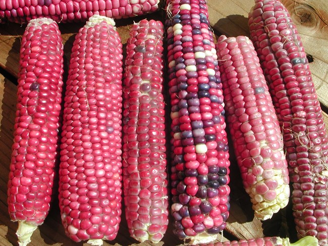 Example of red Hopi Wiekte corn.