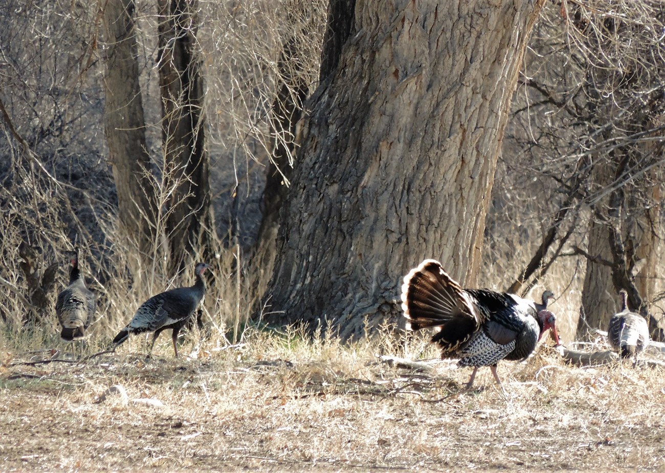 A flock of turkeys, photographed near Aztec Ruins National Monument.