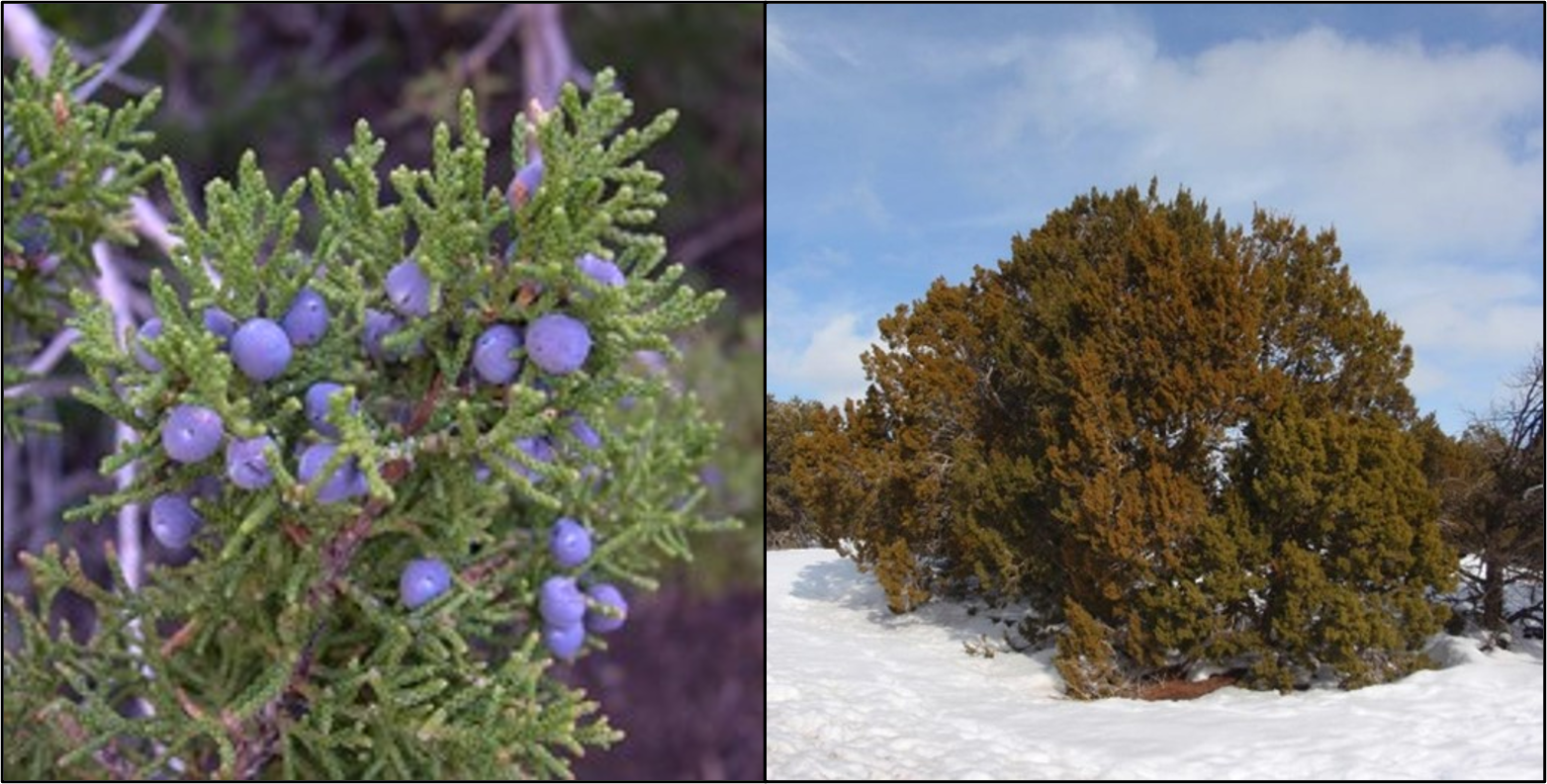 A closeup of juniper berries (left) and a wide shot of a juniper bush (right).