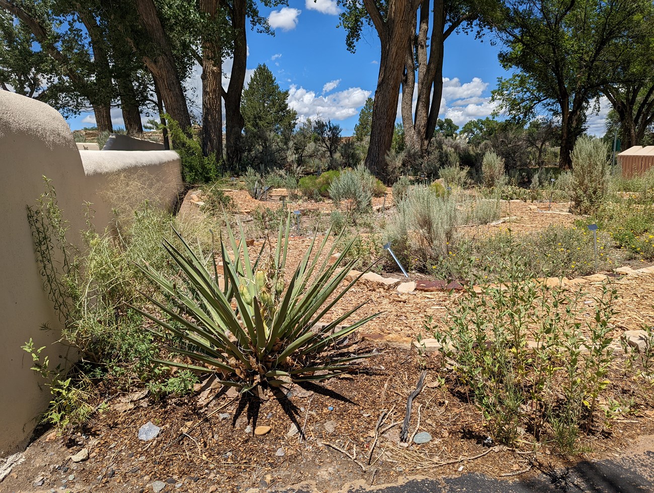 A view of the Native Plant Trail at Aztec Ruins National Monument, with banana yucca in the foreground.