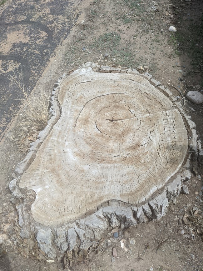 A stump of a cottonwood tree, with visible growth rings.