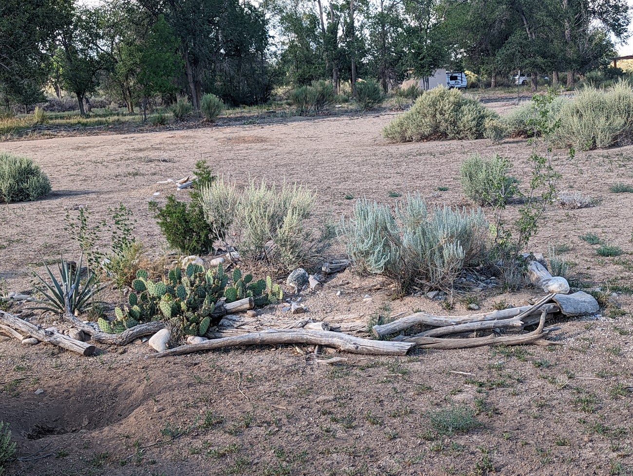 A planting of indigenous flora at Aztec Ruins, surrounded by branches, in a previous agricultural field. Plants include sagebrush, agave, and prickly pear cactus.