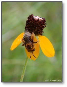 Prairie Coneflower with Bee