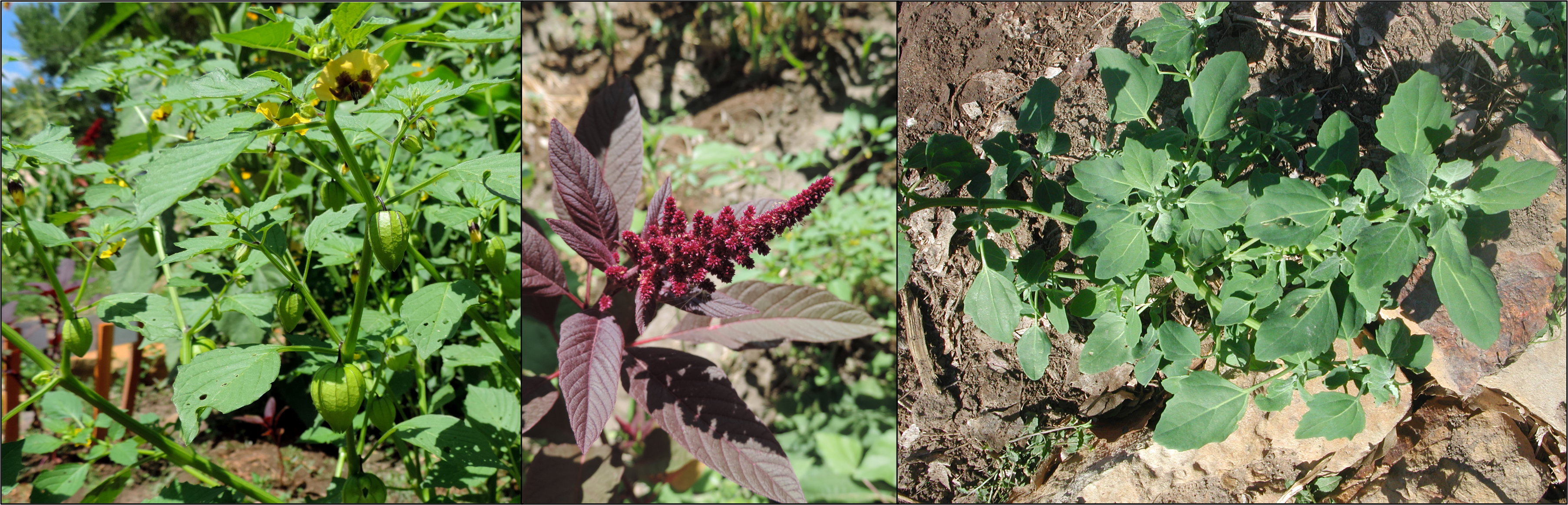 Three examples of wild plants eaten by the ancestral Pueblo.
