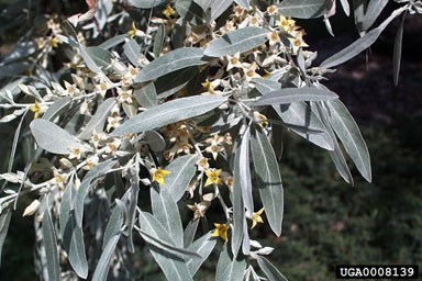 The branches and flowers of Russian Olive, a common invasive plant at AZRU.