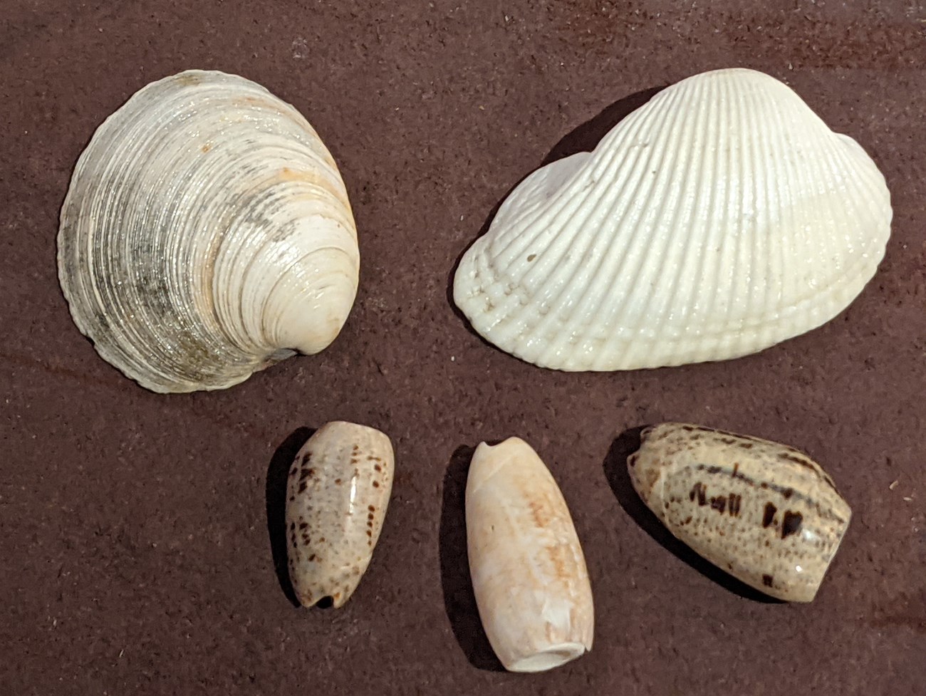A variety of shells that the ancestral Pueblo people would have traded for.