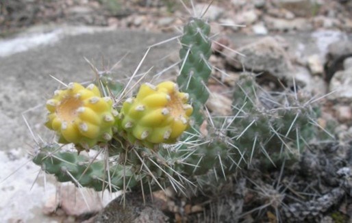 Whipple's Cholla Cactus