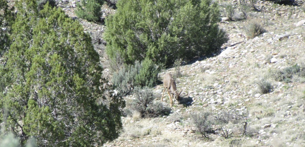 A mule deer grazing near juniper trees at AZRU.