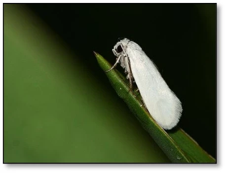 Yucca Moth Yucca Moth