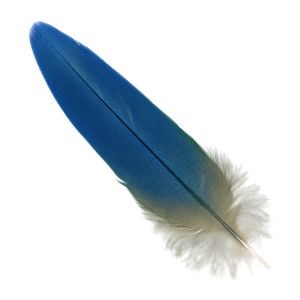 A feather of a macaw, like those found at Aztec Ruins.