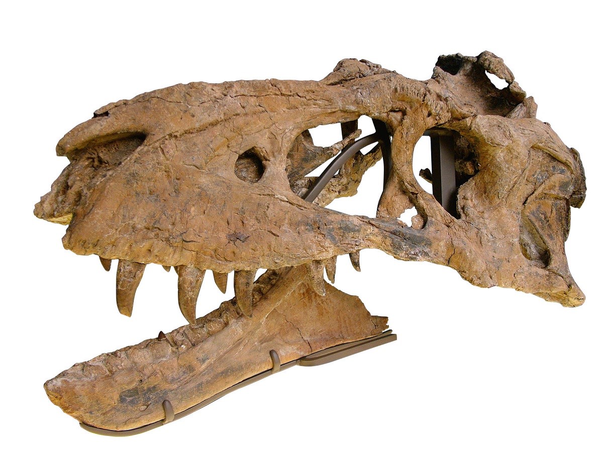 The skull and jaw of Bistahieversor, a dinosaur discovered near Aztec Ruins National Monument.