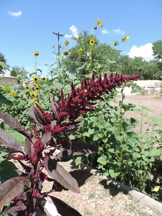 Red amaranth, a wild plant eaten by the ancestral Pueblo people, growing at the modern-day heritage garden at Aztec Ruins National Monument.