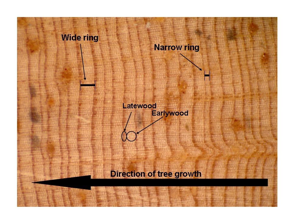 A diagram showing tree rings of different thickness.