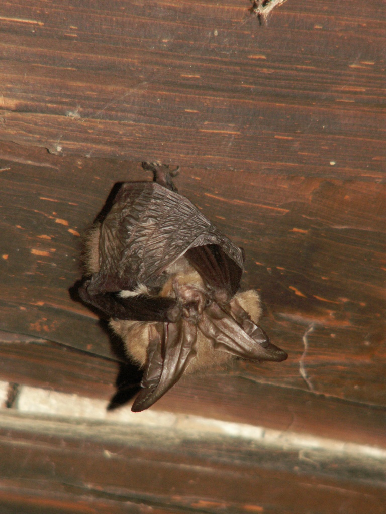 Townsend's big-eared bat 