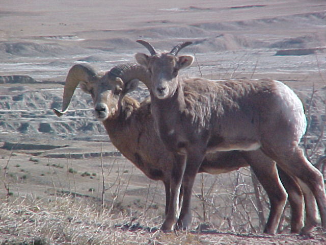 badlands bighorn sheep