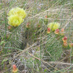 Flowering prickly pear cactus