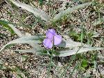 Bracted Spiderwort