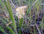 Grassy Deathcamass