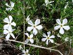 Hood Phlox