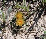 Missouri Pincushion