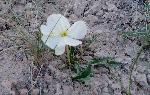 Pale Evening-Primrose