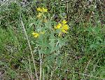 Prairie Goldenpea