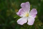 Prairie Rose