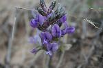 Prairie Turnip