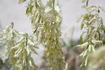 Racemed Poisonvetch
