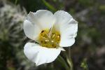 Sego Lily