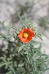 Scarlet Globemallow