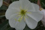 Tufted Evening-Primrose
