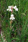 White Penstemon