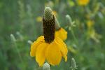 Upright Prairie Coneflower