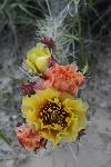 Plains Pricklypear