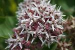 Showy Milkweed