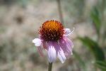 Purple Coneflower
