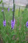 Woolly Verbena