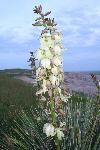 Yucca