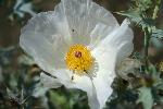 Bluestem Pricklypoppy